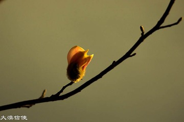 玉兰花开 (9)