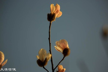 玉兰花开 (10)