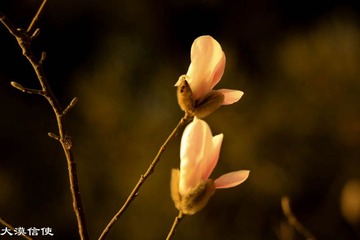 玉兰花开 (11)