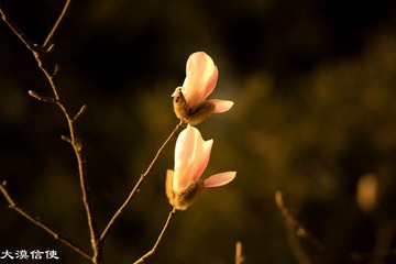 玉兰花开 (12)