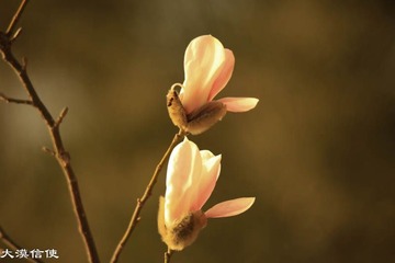 迎春 (4)