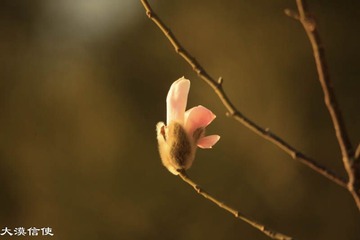 迎春 (5)
