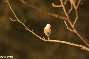 迎春 (6)