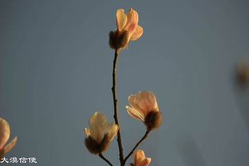 迎春 (7)