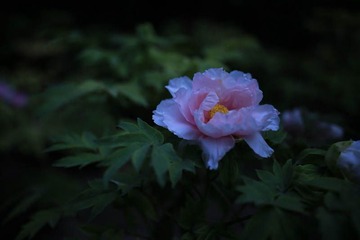 牡丹花开 (2)