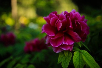 牡丹花开 (1)