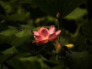 荷花盛开 (19)