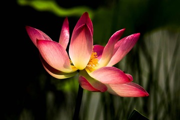 荷花盛开 (1)