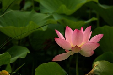 荷花盛开 (16)