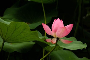 荷花盛开 (17)
