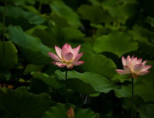 荷花盛开 (11)