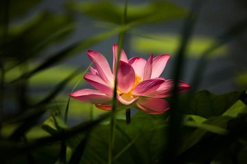 荷花盛开 (20)