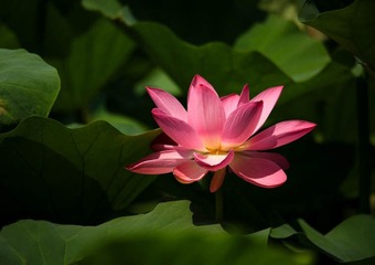 荷花盛开 (21)