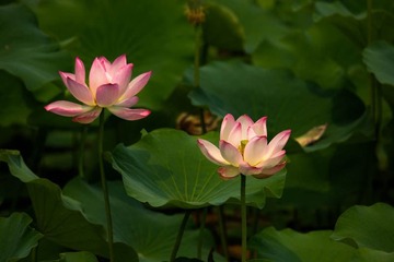 荷花盛开 (12)