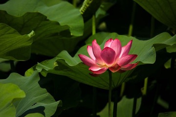 荷花盛开 (23)