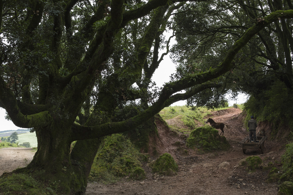 密枝林入口400多年的古树.村民每天都要穿过密枝林到山上地里干活.
