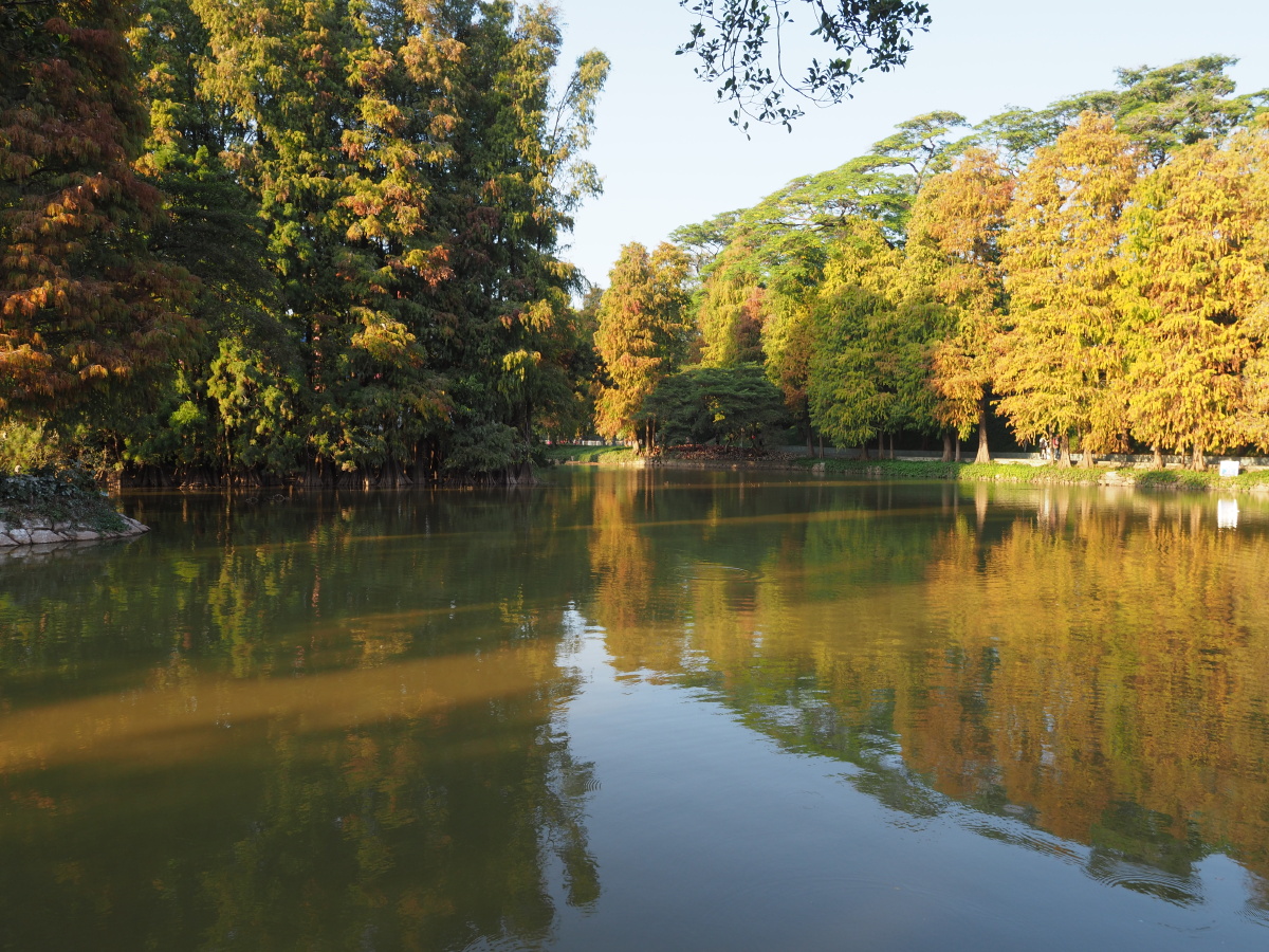 广州天河公园冬日水杉