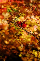 F99D0FFC-2943-4AC9-8F96-8F9E9850976C/L0/001