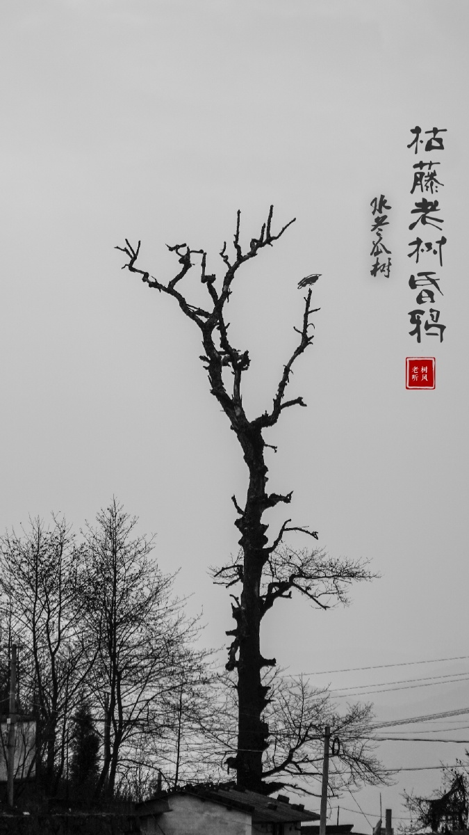 枯藤老树昏鸦,老家的老古树快撑不住了.