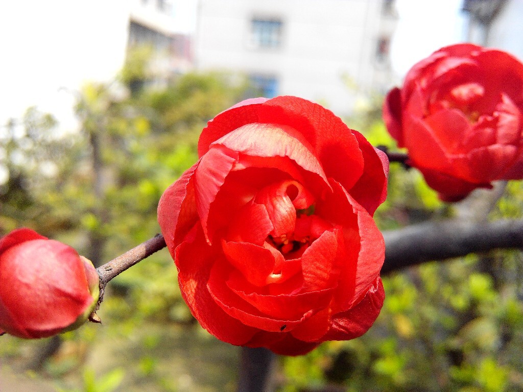 青山绿水,白草红叶黄花。--白朴《天净沙·秋》