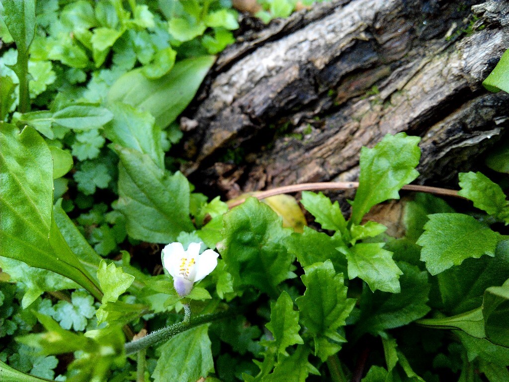 青山绿水,白草红叶黄花。--白朴《天净沙·秋》