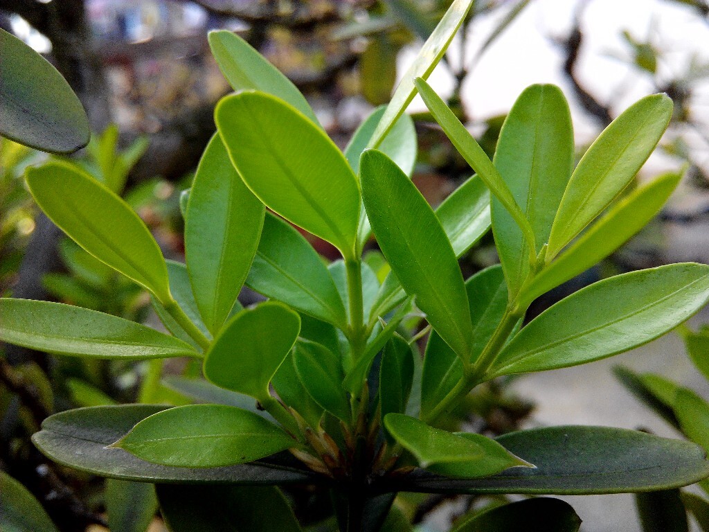 青山绿水,白草红叶黄花。--白朴《天净沙·秋》