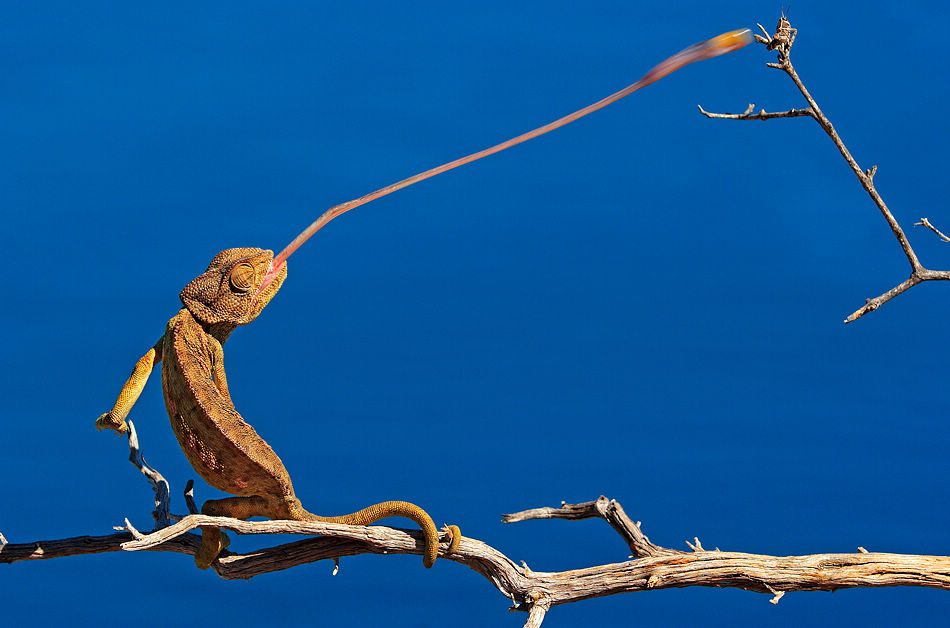 捕捉瞬间  作者  francisco mingorance