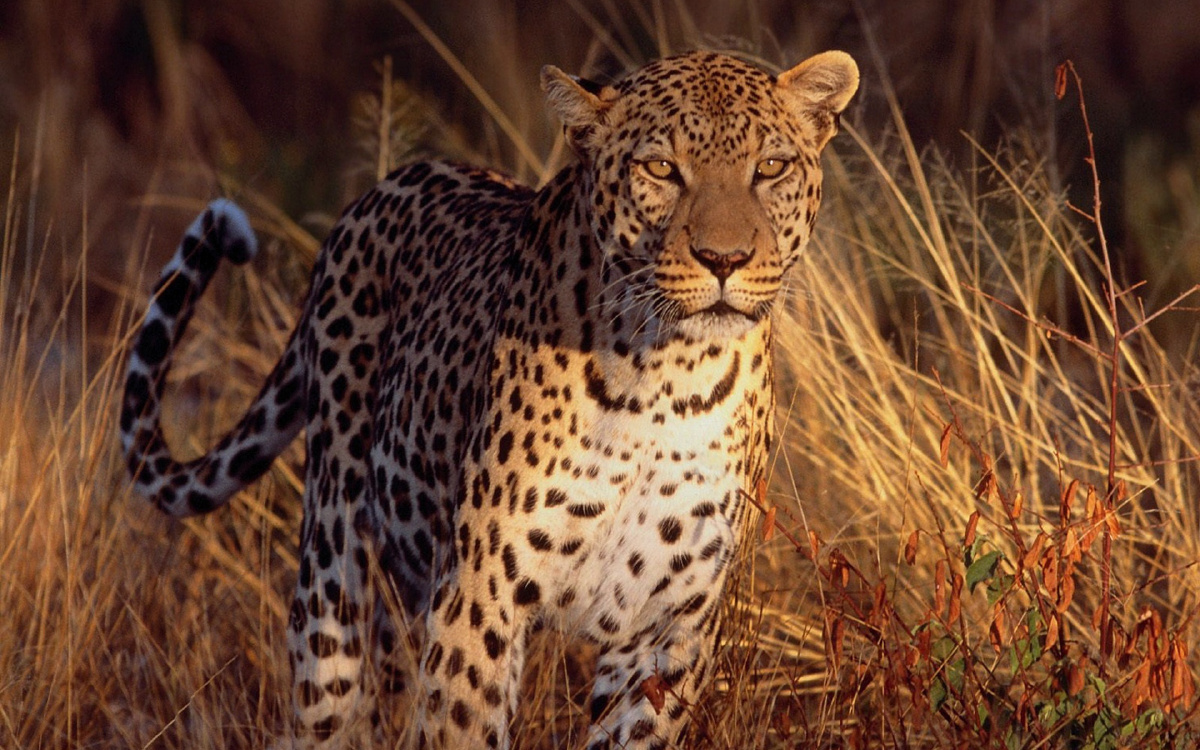 以豹之名强者之姿动物摄影欣赏