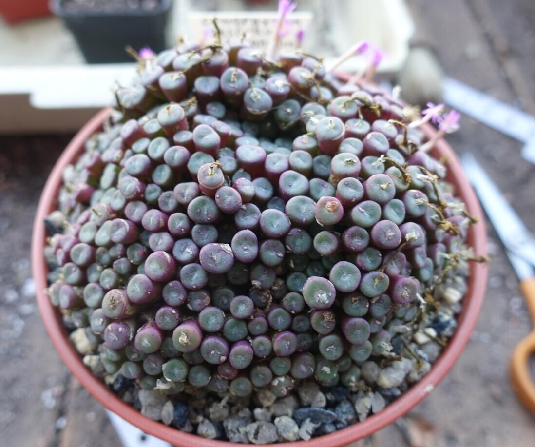 秋日肉锥最美季群生才是美美哒