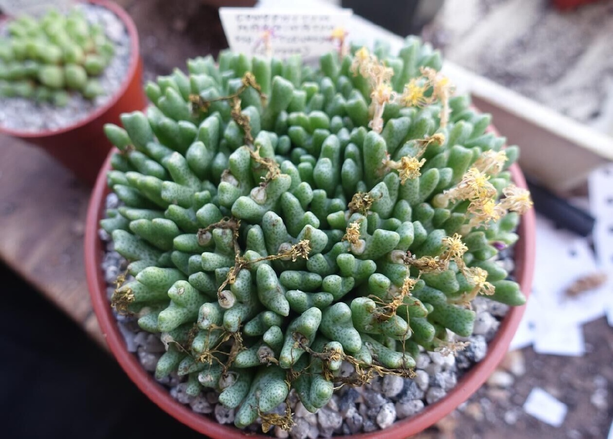 秋日肉锥最美季群生才是美美哒