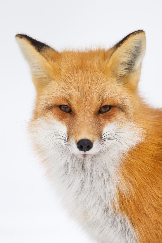 红狐狸  作者 greg schneider