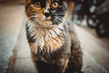 1094787