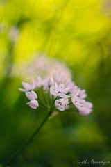 [iPc.me] Alex Greenshpun 植物摄影作品 (7)