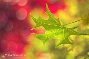 [iPc.me] Alex Greenshpun 植物摄影作品 (15)