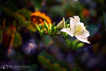 [iPc.me] Alex Greenshpun 植物摄影作品 (17)