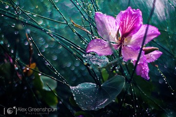 [iPc.me] Alex Greenshpun 植物摄影作品 (26)