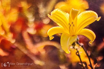 [iPc.me] Alex Greenshpun 植物摄影作品 (32)