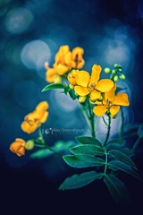 [iPc.me] Alex Greenshpun 植物摄影作品 (33)