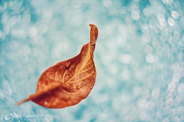 [iPc.me] Alex Greenshpun 植物摄影作品 (34)
