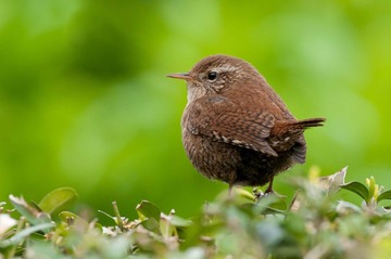 Animal_bird_404988