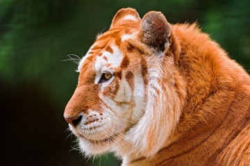 Animal_tiger_405525