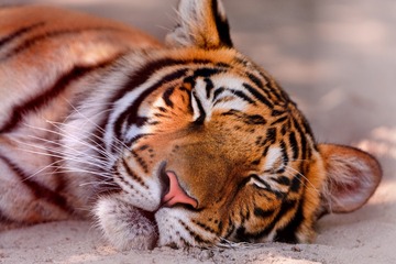 Animal_tiger_405533