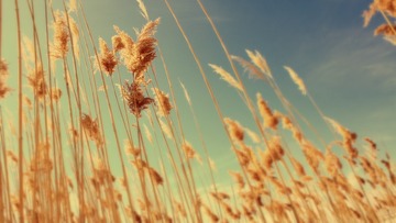 autumn (12)