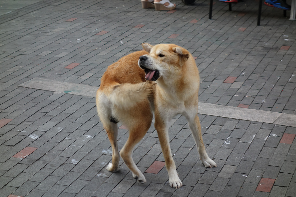 原jpg,嗯不修,话说这狗追着尾巴在转圈