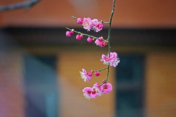 DSC05489v