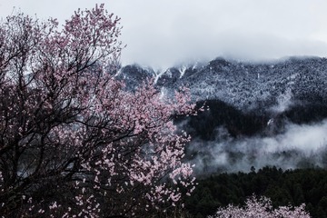 taohua4