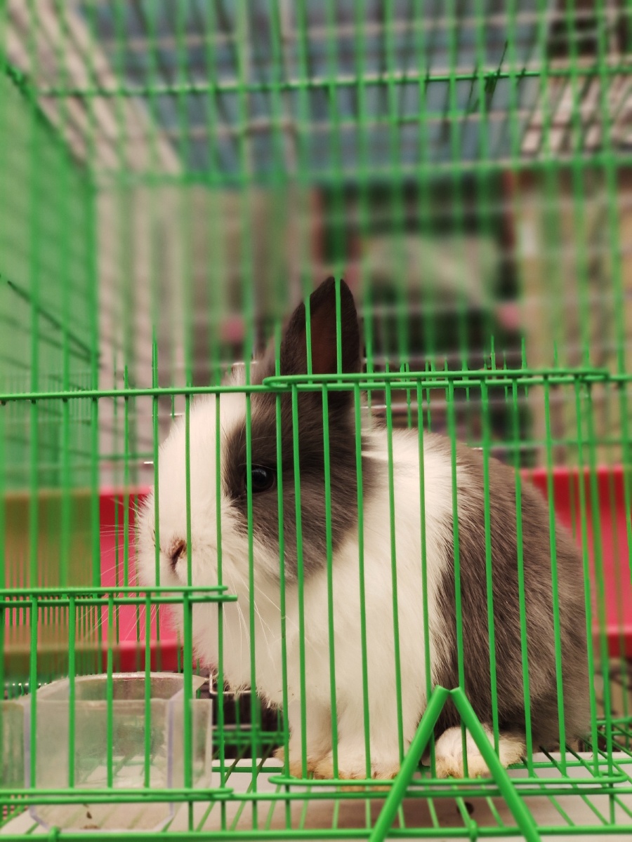 花鸟市场的兔子