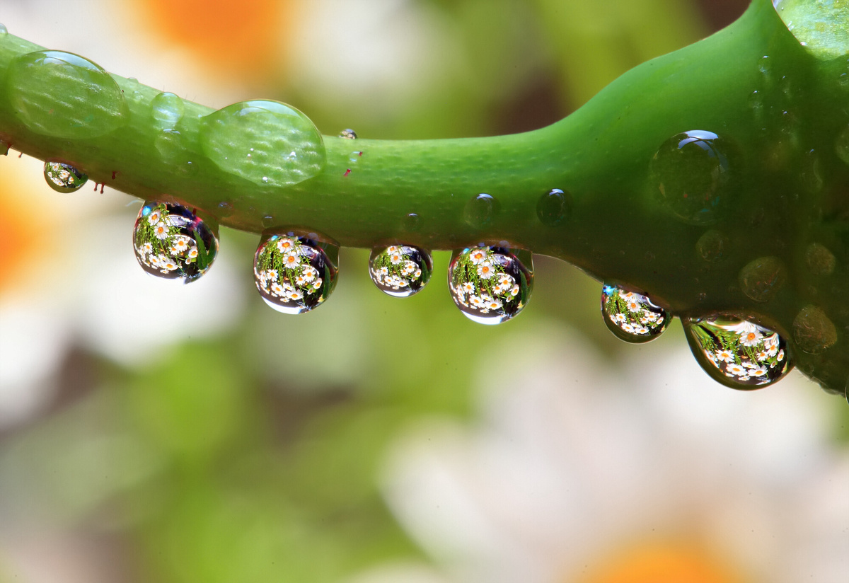 微距水珠 - 杭州雨荷 - 图虫网 - 优质摄影师交流社区
