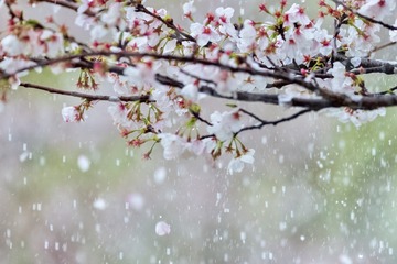 66C9AB63-00FD-4A1B-86CC-F1E277495A77/L0/001