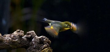 _MG_541-2